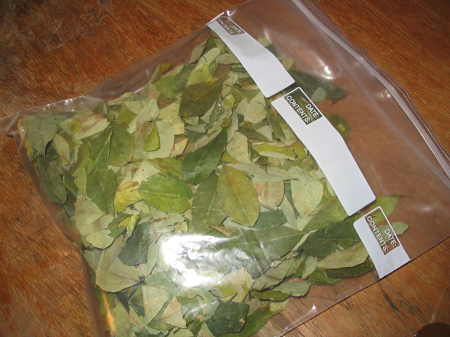 Buy Coca Leaves Online in Canada