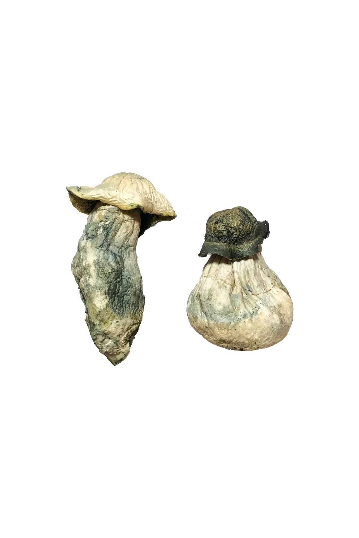 Featured Special ‘Oz’ Magic Mushrooms (28 grams) - Image 2