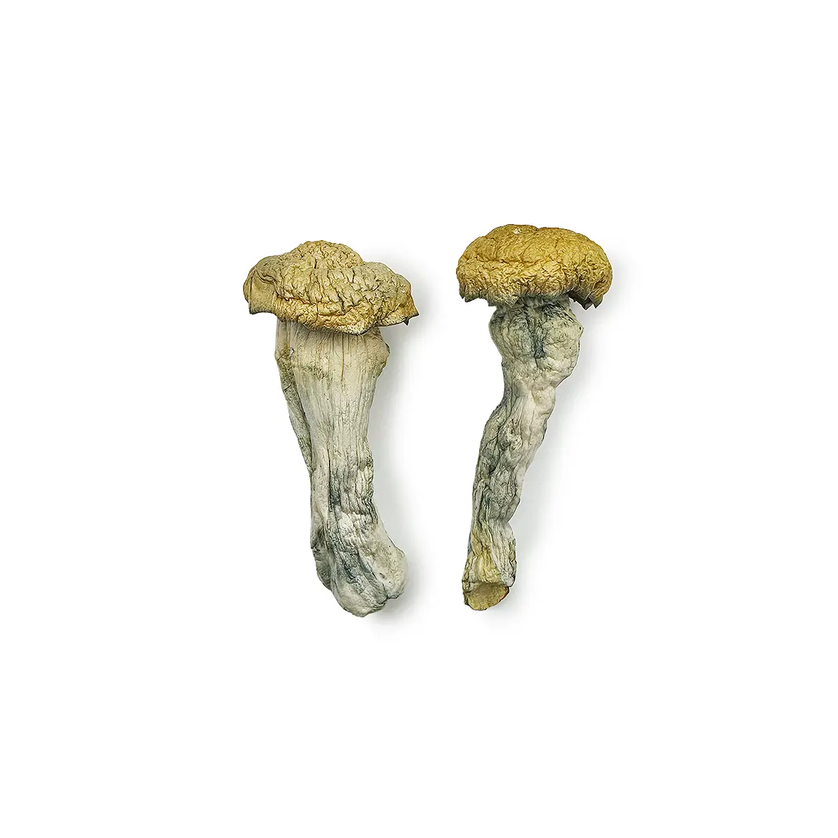 Creature 801 Magic Mushrooms - Image 2