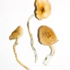 Golden Teacher Magic Mushrooms For Sale