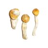 Penis Envy Magic Mushrooms For Sale