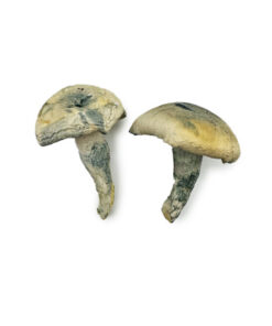 Buy Albino Thai Lipa Yai Magic Mushrooms
