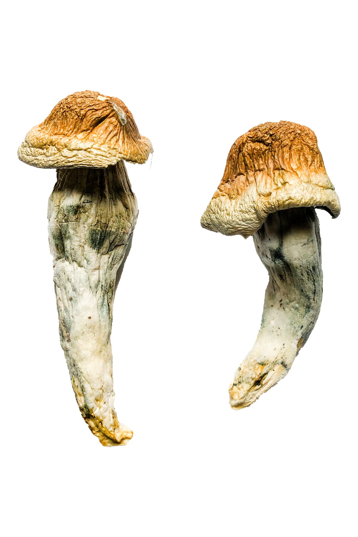 Buy Penis Envy XL Magic Mushrooms
